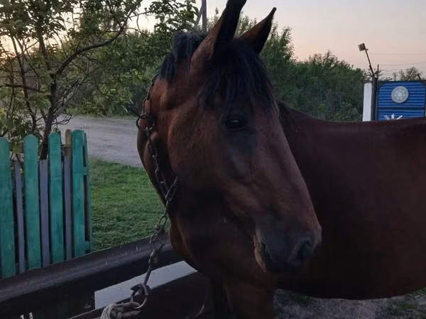 Jument, Chevaux