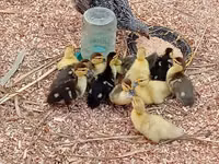 Ducks — foto 2