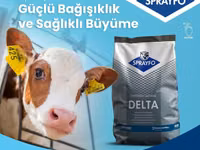 Sprayfo Delta buzov süd əvəzedicisi buzovların sağlam inkişafı və — foto 2