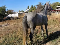 At, Atlar — foto 2