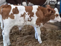 Bull, Simmental cattle — photo 3