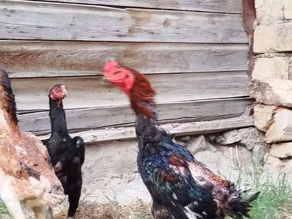 Gallinas Shamo
