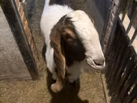 თხა, Kamori goats — ფოტო 2