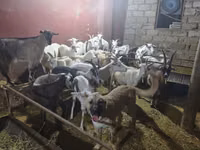 Keçi, Keçiler — foto 6