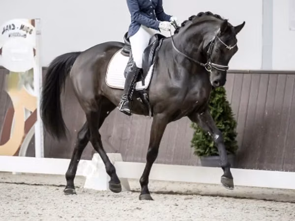 Caballo, Caballos