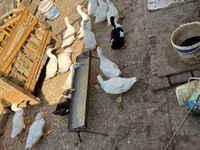 Ducks — zdjęcie 4