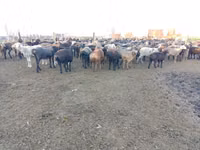 ஆண் ஆடு, Edilbay sheep — புகைப்படம் 3