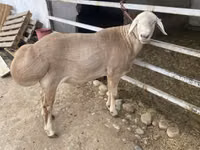 雄羊, Rhon sheep — 写真 2