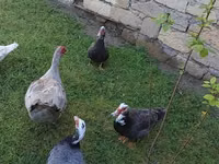 Ducks — Foto 4