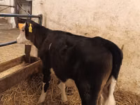 Kuh, Aberdeen-Angus — Foto 1