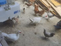 Ducks — foto 2