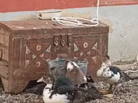 Ducks — foto 2
