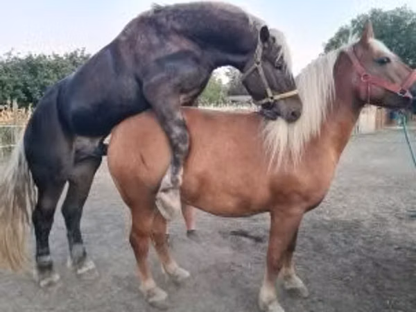Jument, Chevaux