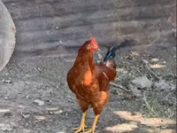 Chickens — foto 1