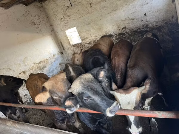 सांड, Charolais cattle