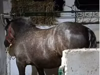 Yegua, Caballos — foto 1