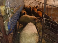 Ram, Sheep — photo 4