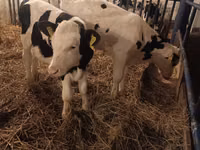 Buqa, Russian Black pied cattle — 2-rasm