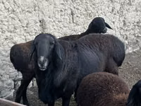 كبش, Rhon sheep — الصورة 3