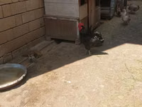Australorp — Foto 1