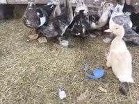 Ducks — foto 6