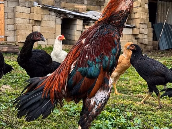 Chickens