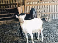 ஆண் வெள்ளாடு, Kamori goats — புகைப்படம் 1