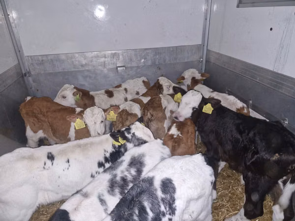 Bulle, Simmental cattle