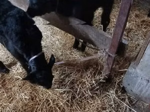 Taureau, Vache limousine