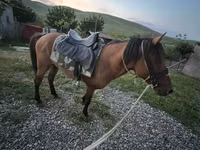 ცხენი, Azerbaijan horse — ფოტო 4