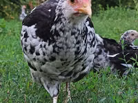 Chickens — photo 2