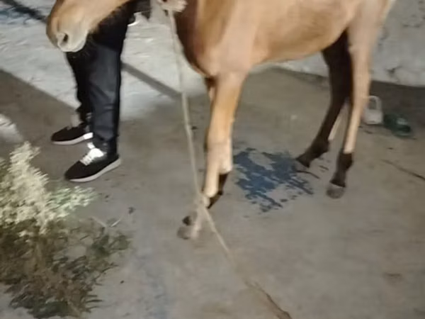 Kůň, Koně — Ázerbájdžán