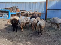 Carneiro, Arashan sheep — foto 5