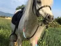 Айғыр, Shetland Pony — 3-сурет