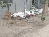 Geese — foto 3