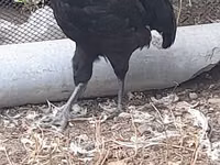 Gallo de pelea de fosa australiano — foto 6