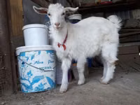 ヤギ（ロット、性別未指定）, Saanen goat — 写真 5