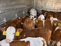 Taureau, Simmental cattle — photo 3