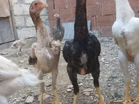 Chickens — zdjęcie 5