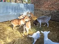 बकरी, बकरियाँ — फ़ोटो 1
