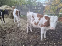 Cow, Simmental cattle — photo 3