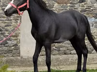 Aygʻir, Anglo-Arabian — 2-rasm