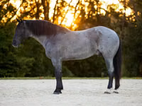 Айғыр, Percheron — 2-сурет