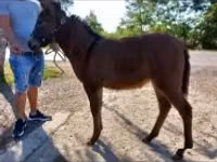 Mare, Horses — photo 1