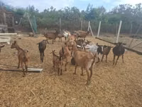 Kozioł, Nubian Goat — zdjęcie 5