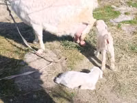 Cabra, Cabras — foto 8