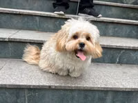 Maltipu – 2 yaş, peyvəndləri olunub. - Cins: Maltipoo (Maltese x — foto 2