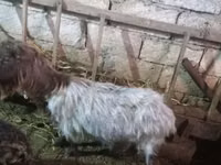 Koza, Kozy — zdjęcie 1