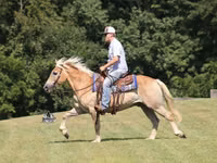 雄馬, Haflinger — 写真 4