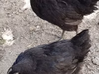 Chickens — foto 3